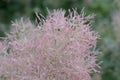 European smoke-tree Cotinus coggygria, close-up of pinkish inflorescence Royalty Free Stock Photo